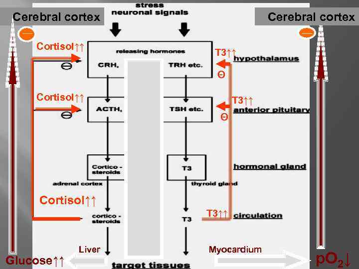 Cerebral cortex __ __ Cortisol↑↑ T 3↑↑ Θ Cortisol↑↑ T 3↑↑ Glucose↑↑ Liver Myocardium