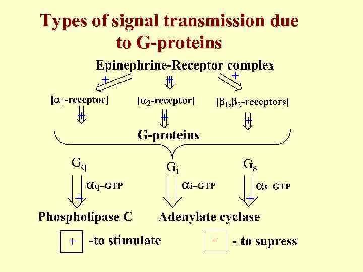 Types of signal transmission due to G-proteins 