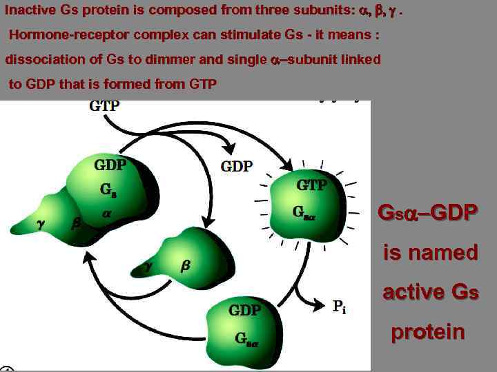 Inactive Gs protein is composed from three subunits: a, b, g. Hormone-receptor complex can