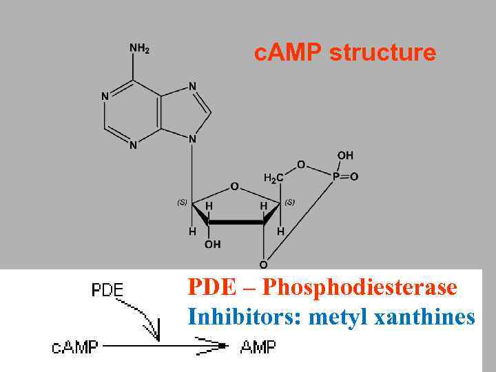 c. AMP structure PDE – Phosphodiesterase Inhibitors: metyl xanthines 