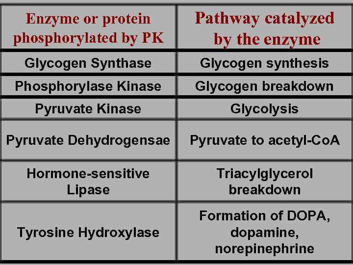 Enzyme or protein phosphorylated by PK Pathway catalyzed by the enzyme Glycogen Synthase Glycogen