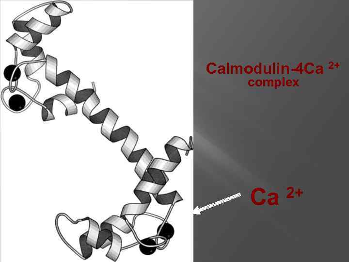 Calmodulin-4 Ca 2+ complex Ca 2+ 