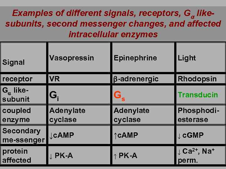 Examples of different signals, receptors, Ga likesubunits, second messenger changes, and affected intracellular enzymes