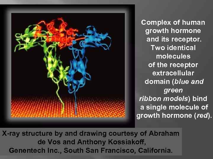 Complex of human growth hormone and its receptor. Two identical molecules of the receptor