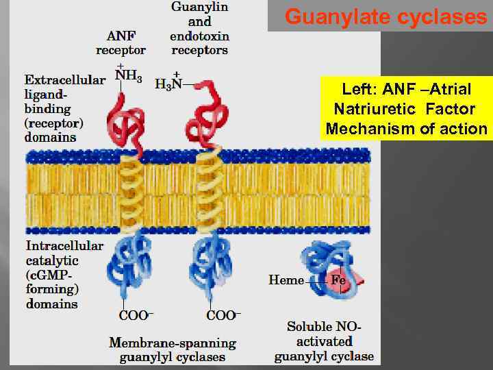 Guanylate cyclases Left: ANF –Atrial Natriuretic Factor Mechanism of action 