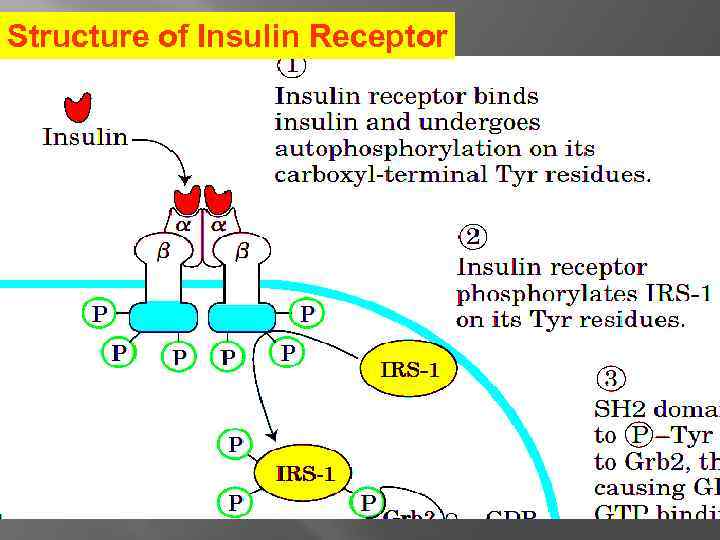 Structure of Insulin Receptor 