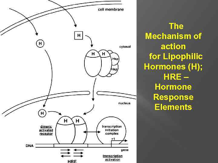 The Mechanism of action for Lipophilic Hormones (H); HRE – Hormone Response Elements 