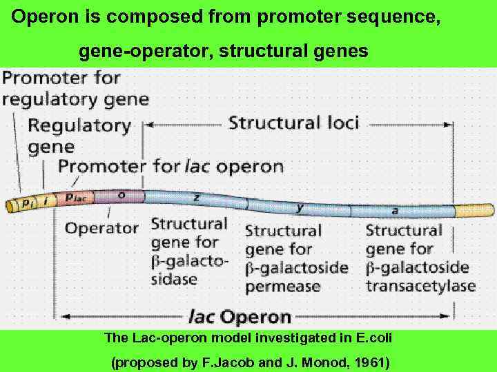 Operon is composed from promoter sequence, gene-operator, structural genes The Lac-operon model investigated in