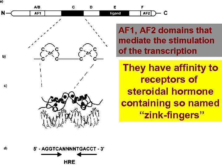 AF 1, AF 2 domains that mediate the stimulation of the transcription They have