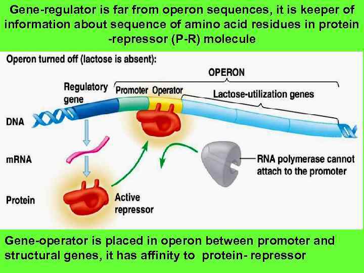 Gene-regulator is far from operon sequences, it is keeper of information about sequence of