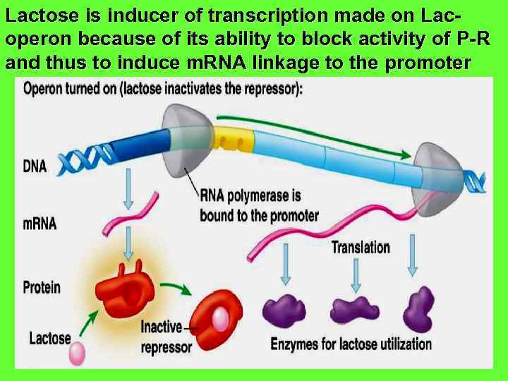 Lactose is inducer of transcription made on Lacoperon because of its ability to block