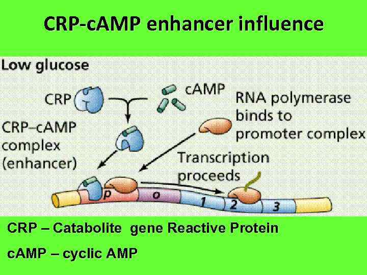 CRP-c. AMP enhancer influence CRP – Catabolite gene Reactive Protein c. AMP – cyclic