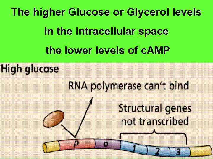 The higher Glucose or Glycerol levels in the intracellular space the lower levels of