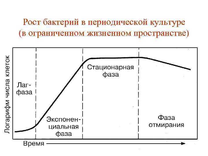 Размножение бактерий происходит по определенному плану выявите эту закономерность и распределите