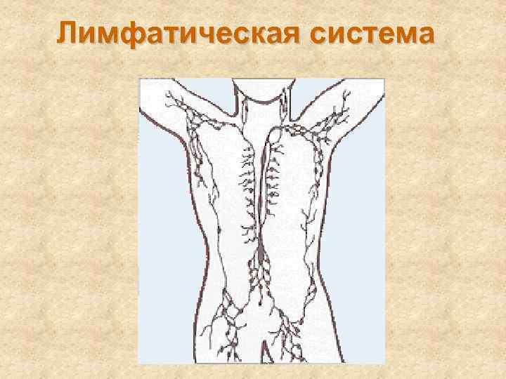 Лимфатическая система 