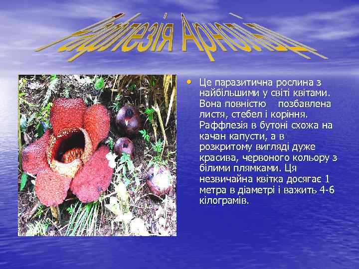  • Це паразитична рослина з найбільшими у світі квітами. Вона повністю позбавлена листя,