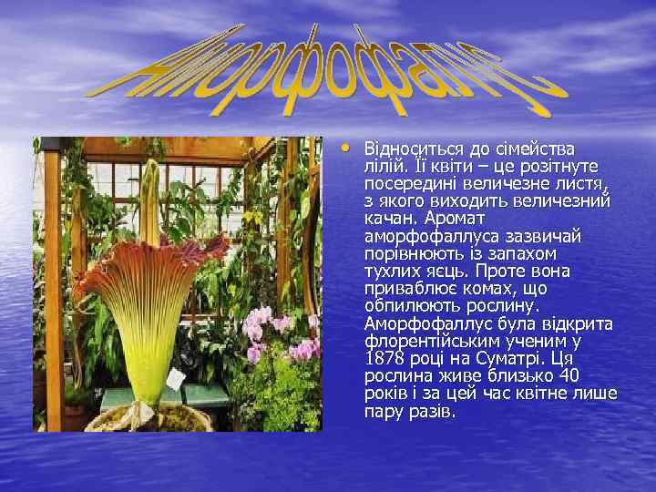  • Відноситься до сімейства лілій. Її квіти – це розітнуте посередині величезне листя,