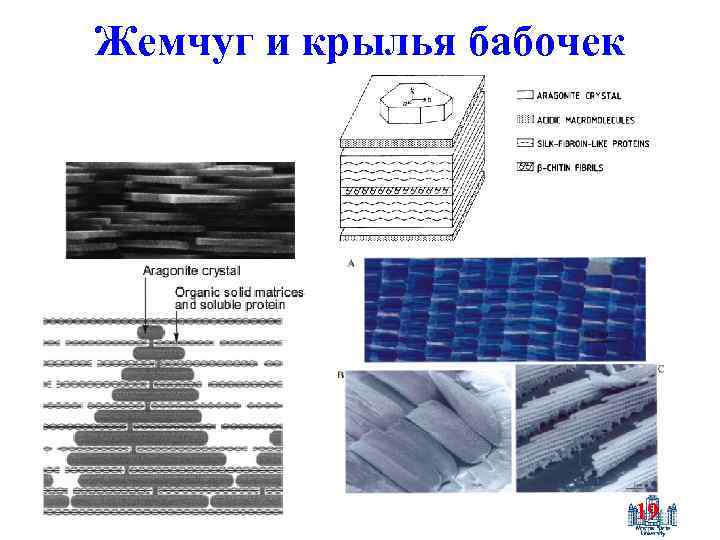 Жемчуг и крылья бабочек 19 