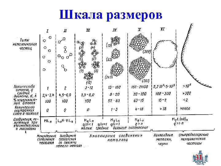 Шкала размеров 31 