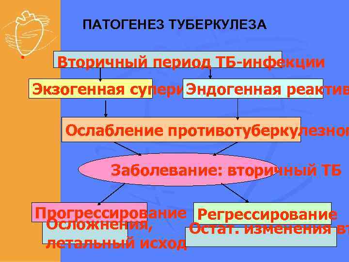 ПАТОГЕНЕЗ ТУБЕРКУЛЕЗА • Вторичный период ТБ-инфекции Экзогенная суперинфекция Эндогенная реактив Ослабление противотуберкулезног Заболевание: вторичный