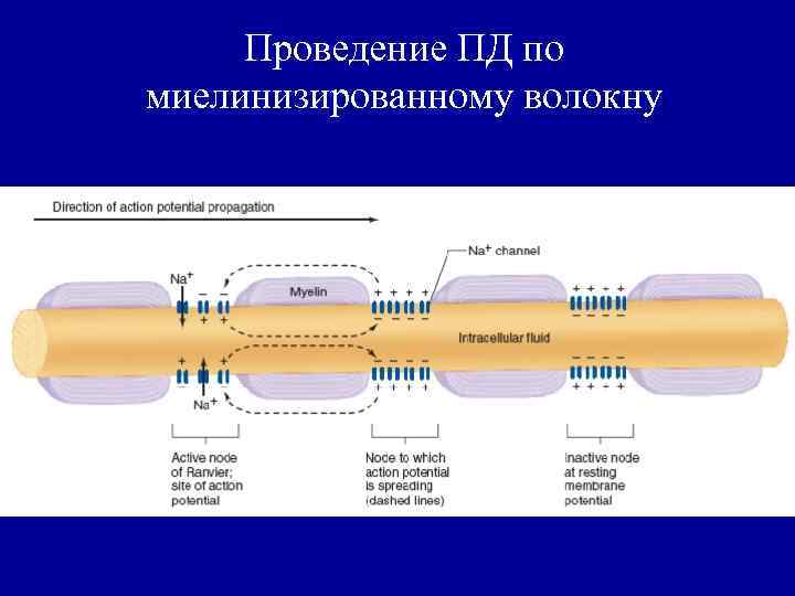 Проведение ПД по миелинизированному волокну 