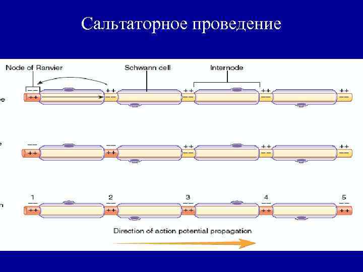 Сальтаторное проведение 