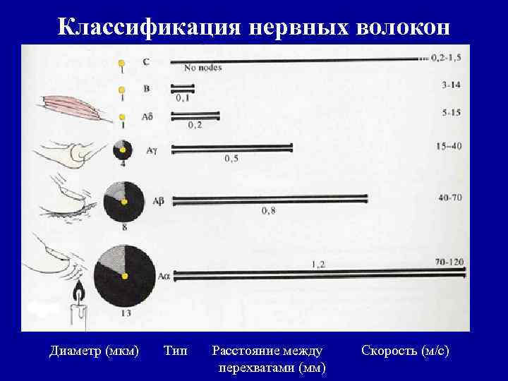 Классификация нервных волокон Диаметр (мкм) Тип Расстояние между перехватами (мм) Скорость (м/с) 