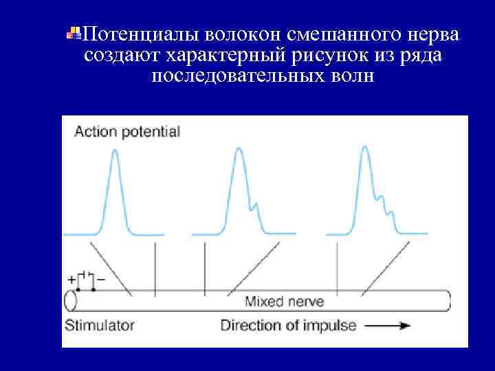 Потенциалы волокон смешанного нерва создают характерный рисунок из ряда последовательных волн 