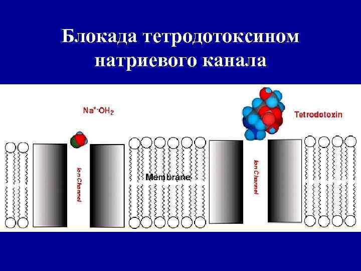 Блокада тетродотоксином натриевого канала 