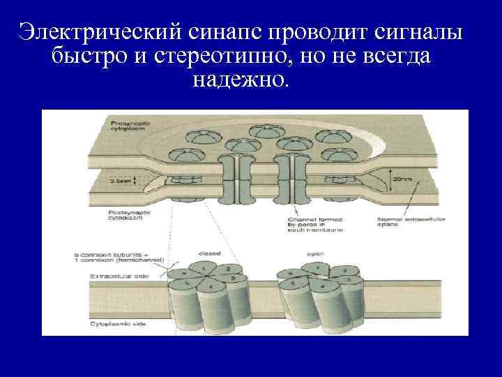 Электрический синапс проводит сигналы быстро и стереотипно, но не всегда надежно. 