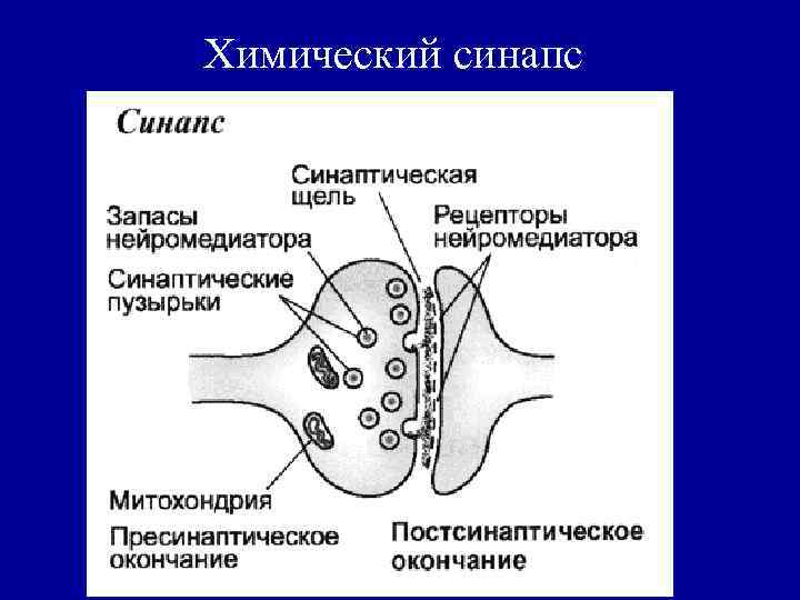 Химический синапс 