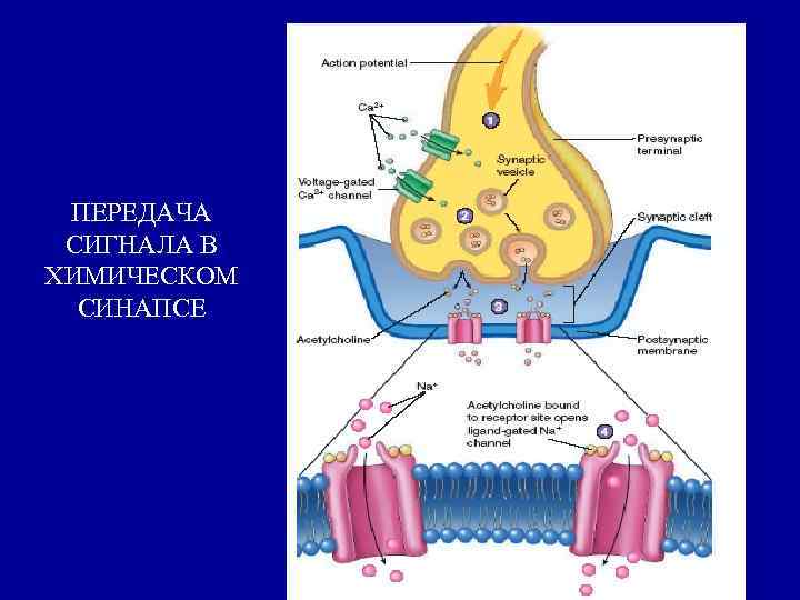 ПЕРЕДАЧА СИГНАЛА В ХИМИЧЕСКОМ СИНАПСЕ 