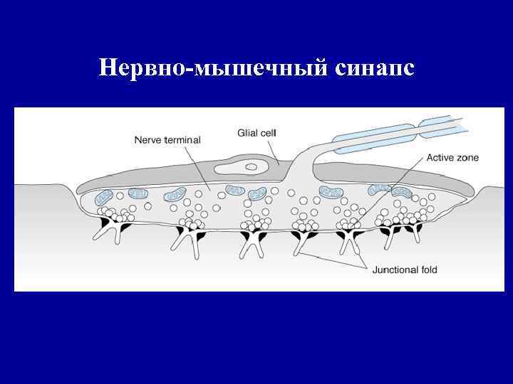 Нервно-мышечный синапс 