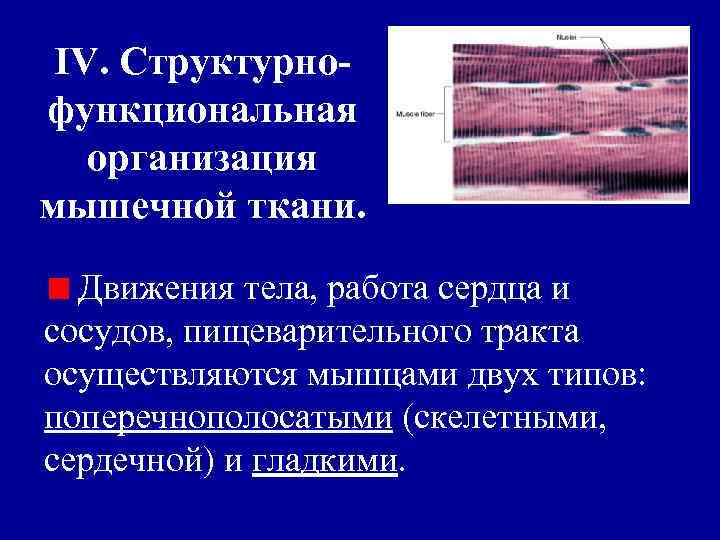 IV. Структурнофункциональная организация мышечной ткани. Движения тела, работа сердца и сосудов, пищеварительного тракта осуществляются