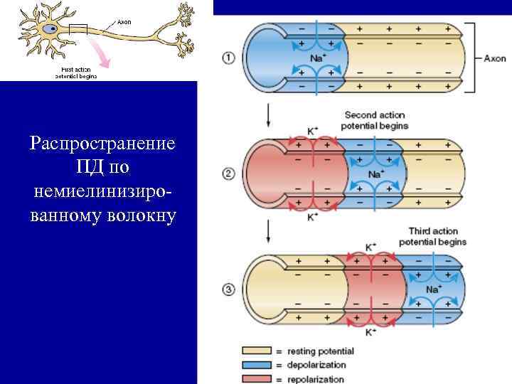 Распространение ПД по немиелинизированному волокну 