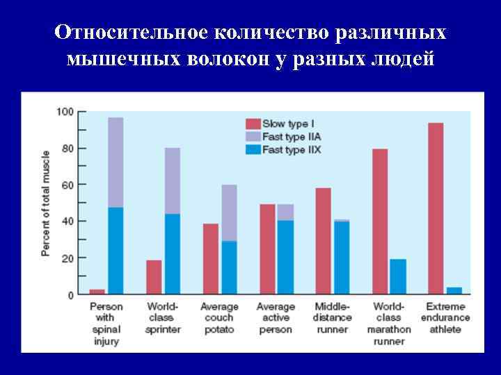 Относительное количество различных мышечных волокон у разных людей 