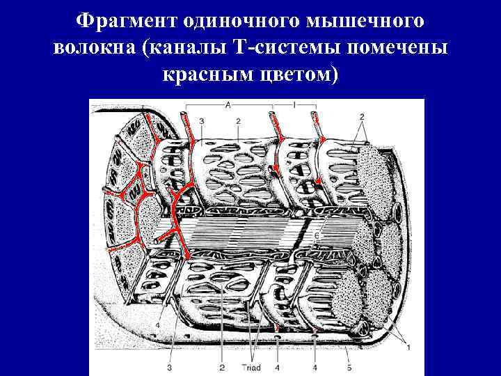 Фрагмент одиночного мышечного волокна (каналы Т-системы помечены красным цветом) 