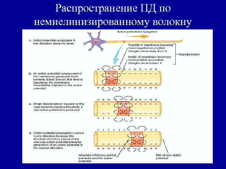 Распространение ПД по немиелинизированному волокну 