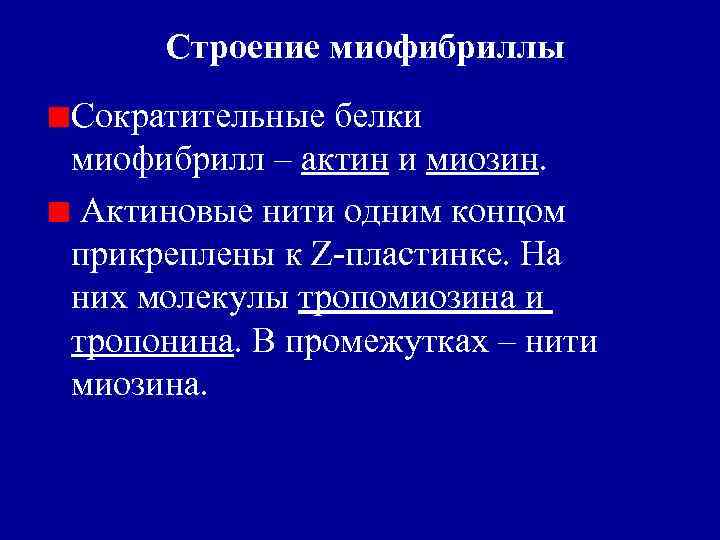 Строение миофибриллы Сократительные белки миофибрилл – актин и миозин. Актиновые нити одним концом прикреплены