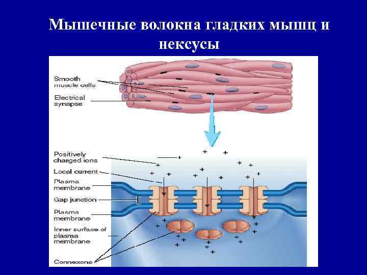 Мышечные волокна гладких мышц и нексусы 