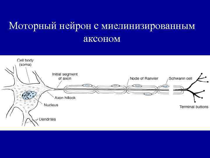 Моторный нейрон с миелинизированным аксоном 