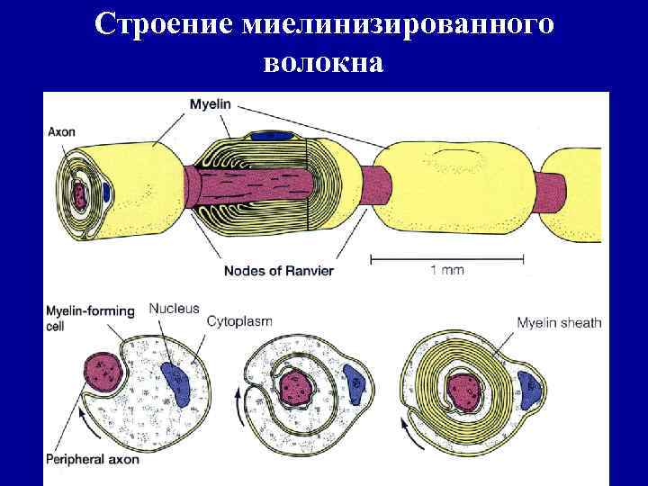 Строение миелинизированного волокна 