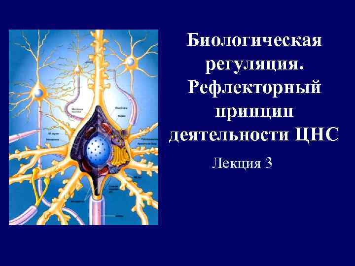 Биологическая регуляция. Рефлекторный принцип деятельности ЦНС Лекция 3 