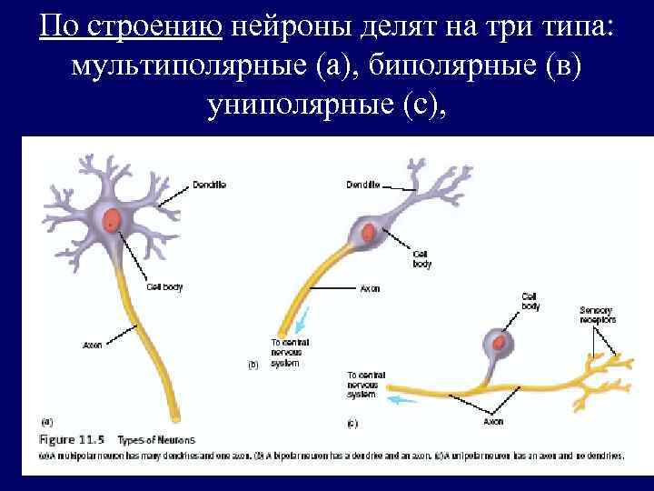 Как называется короткий нейрона. Строение биполярного нейрона. Строение мультиполярного нейрона. Строение униполярного нейрона. Рисунок строения нейрона и основных видов нейронов..