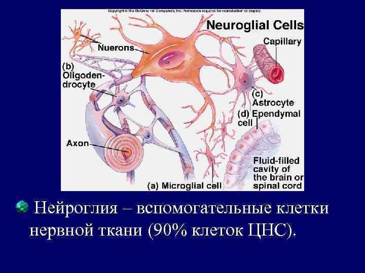 Нейроглия – вспомогательные клетки нервной ткани (90% клеток ЦНС). 