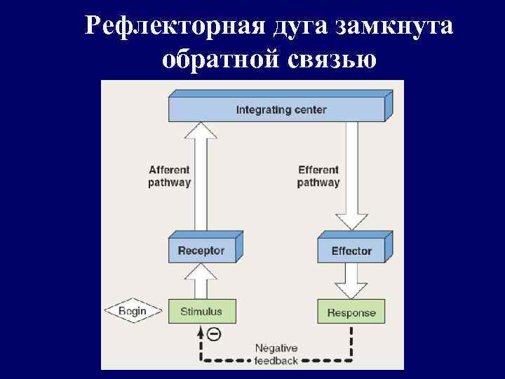 Рефлекторная дуга замкнута обратной связью 