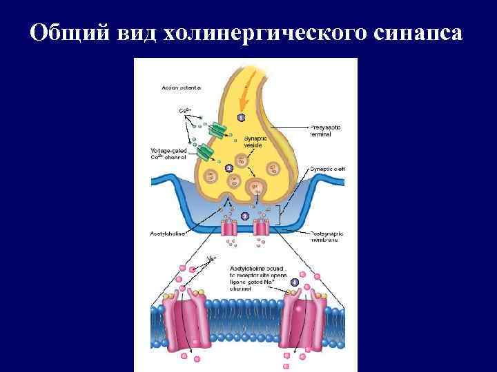 Общий вид холинергического синапса 