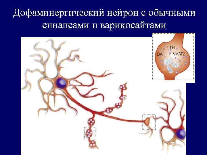 Дофаминергический нейрон с обычными синапсами и варикосайтами 