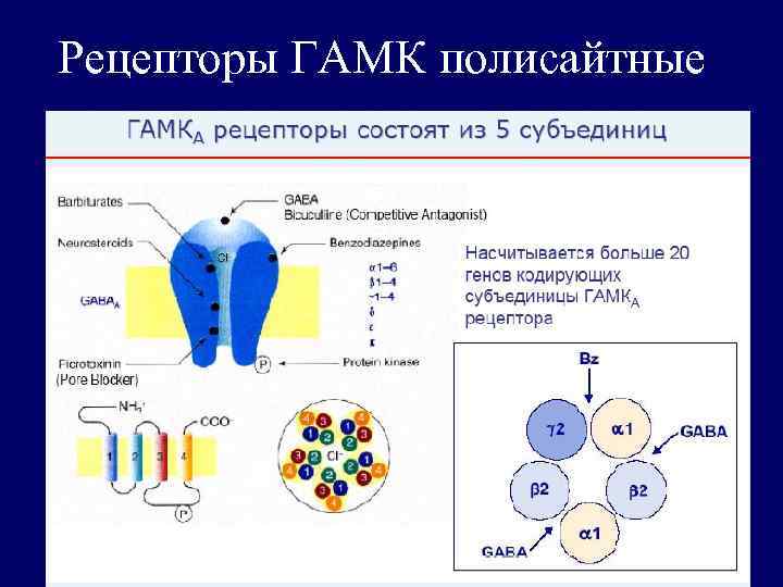 Рецепторы ГАМК полисайтные 