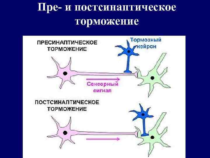 Пре- и постсинаптическое торможение 